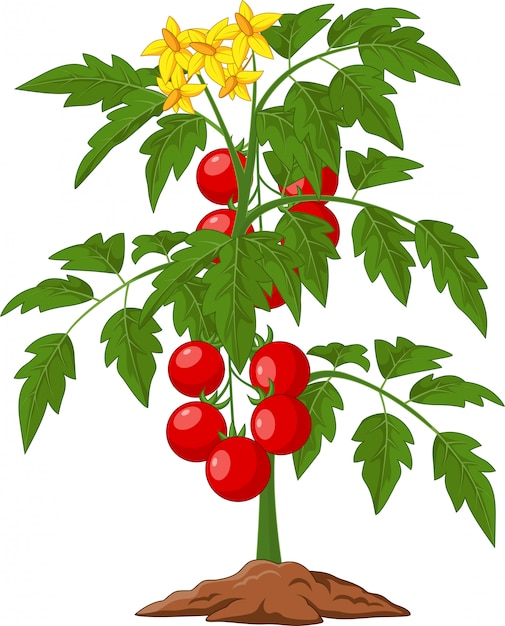 Vector planta de tomate de dibujos animados aislado en blanco ilustración