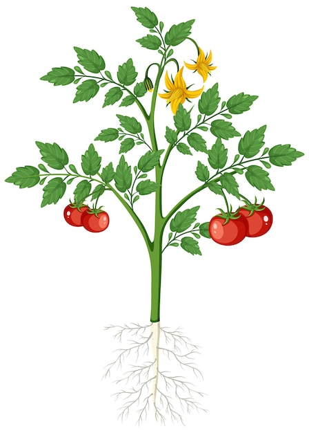 Vector planta de tomate con fruta aislada con sistema radicular