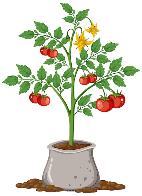 Vector planta de tomate con fruta aislada