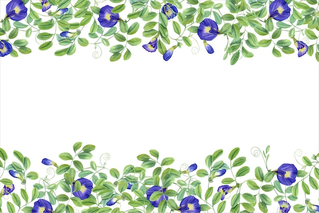 Vector planta tropical ipomoea clitoria ternatea bluebellvine flores azules tailandesas marco horizontal con espacio de texto flores de guisantes mariposa ilustración en acuarela para saludos de paquetes