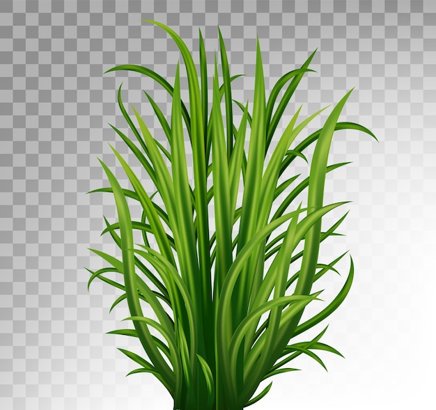 Una planta verde con hojas largas de hierba sobre un fondo transparente