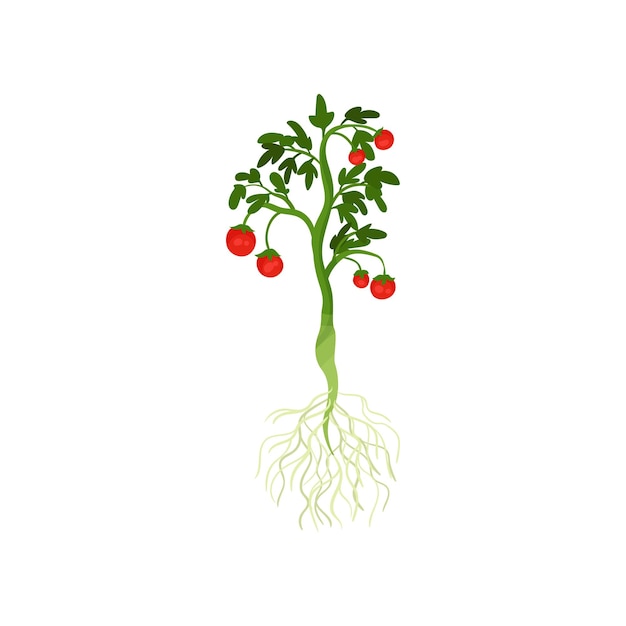 Planta verde con tomates cereza maduros y raíces largas Vegetable orgánico del jardín Nutrición saludable Tema de alimentos y naturaleza Ilustración vectorial colorida en estilo plano aislada sobre fondo blanco