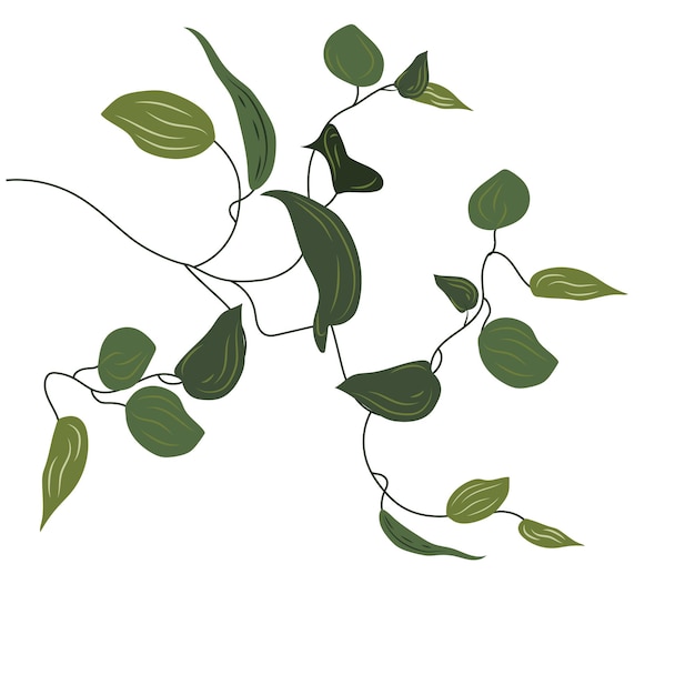 Planta de vid de liana tropical Epipremnum clip art enredadera flor