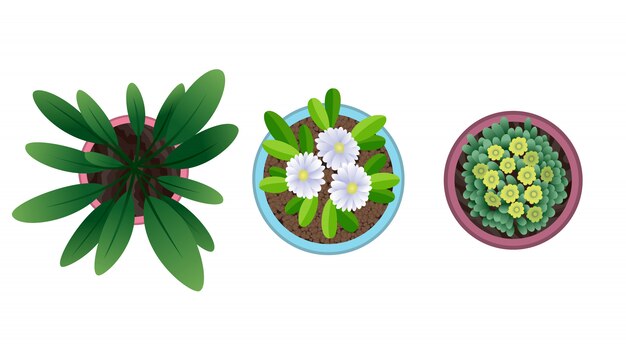 Vector planta vista superior en macetas. conjunto de plantas caseras. cactus, concepto de hojas verdes. diseño de jardinería interior de la casa. conjunto de diferentes plantas de interior con flores.