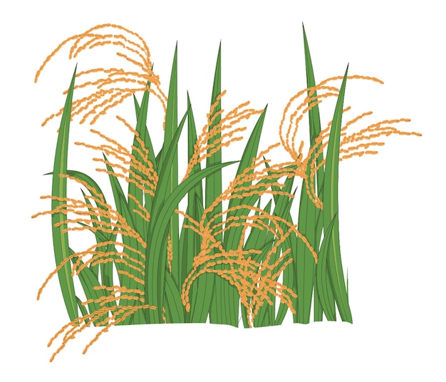 Vector plantas de arroz en un campo