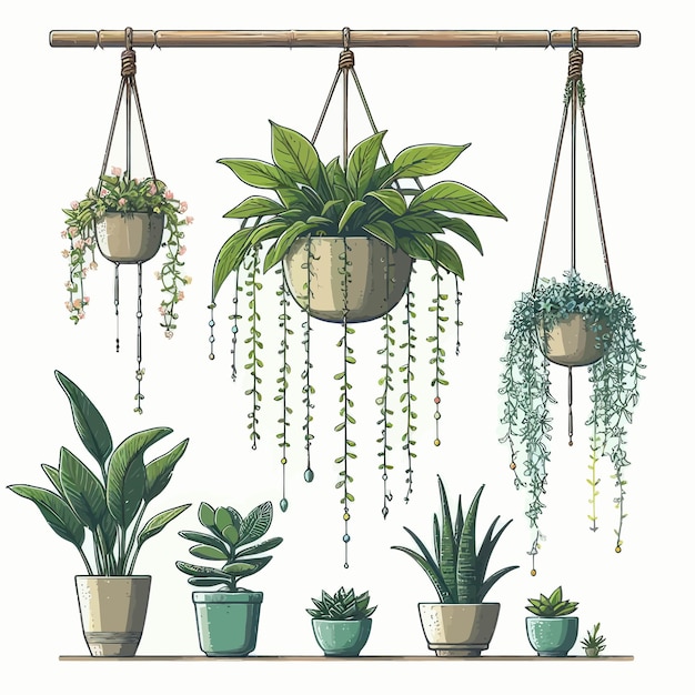 plantas colgantes