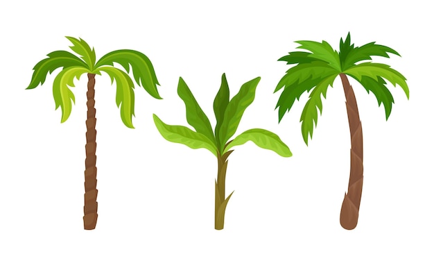 Plantas de crecimiento de palma con hojas de fronda encima de un conjunto de vectores de tallo no ramificado