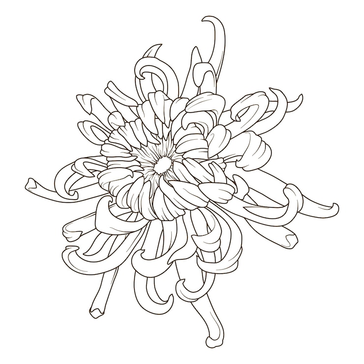 Vector plantas de crisantemo patrón ilustración de cartel fondo dalhia tinta de patrón vectorial sin costuras