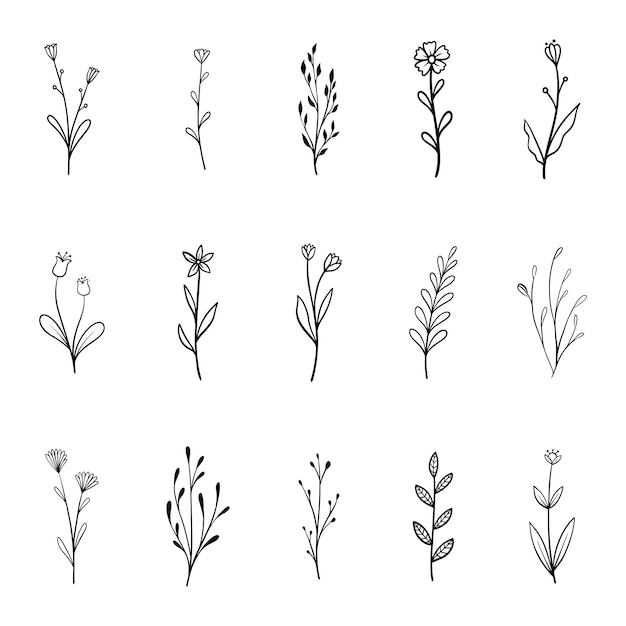 plantas dibujadas a mano elementos botánicos vector