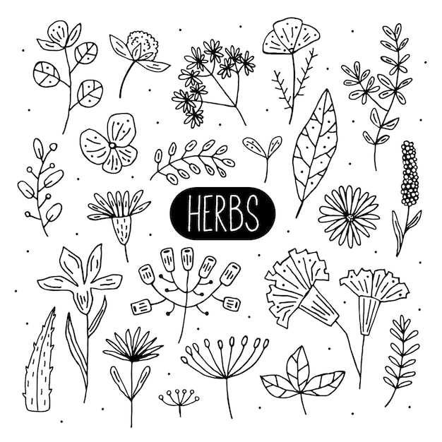 Vector plantas doodle ilustraciones, imágenes prediseñadas, conjunto de elementos. hierbas, flores. ingrediente natural, cosmética orgánica, vegana. etiqueta, icono, dibujado a mano ilustración.