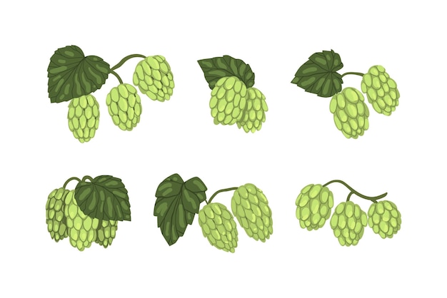 Plantas frescas de lúpulo verde con conos y hojas ingrediente natural de la malta para bebidas alcohólicas de cerveza
