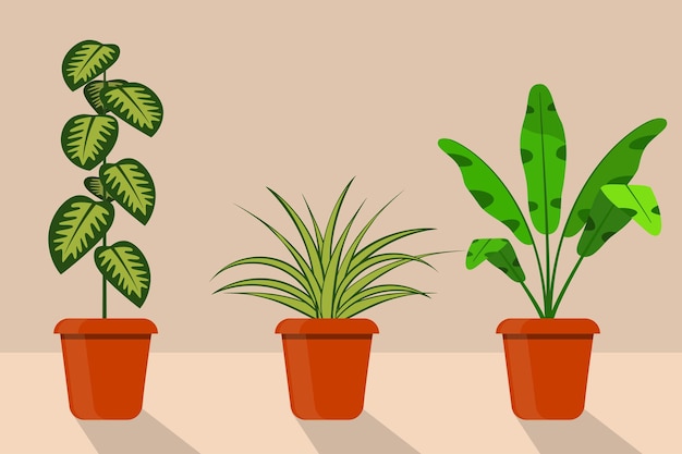 Vector plantas de habitación de estilo plano en macetas ilustración vectorial chlorophytum dieffenbachia