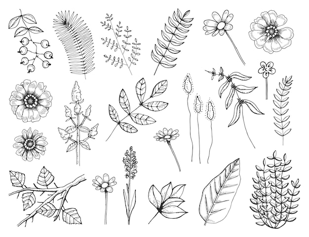 Plantas con hojas y bayas y flores dibujos microteléfono Sketch ilustración vectorial