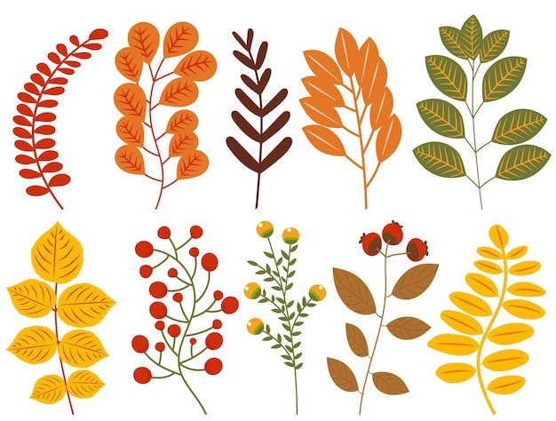 Plantas hojas otoño conjunto colección en diseño plano conjunto vector aislado