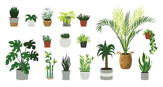 Plantas de interior Casa de dibujos animados y plantas acogedoras de oficina en macetas Bambú de palma decorativa o ficus en macetas Elementos interiores aislados con follaje y hojas Conjunto de flores de interior de vector