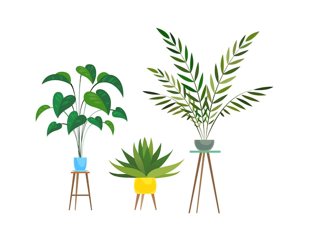 Vector plantas de interior ficus tropical o palma en maceta sobre soportes de madera colección decorativa de plantas de interior maceta colorida y hojas verdes conjunto de árboles caseros ilustración aislada de estilo plano moderno de dibujos animados