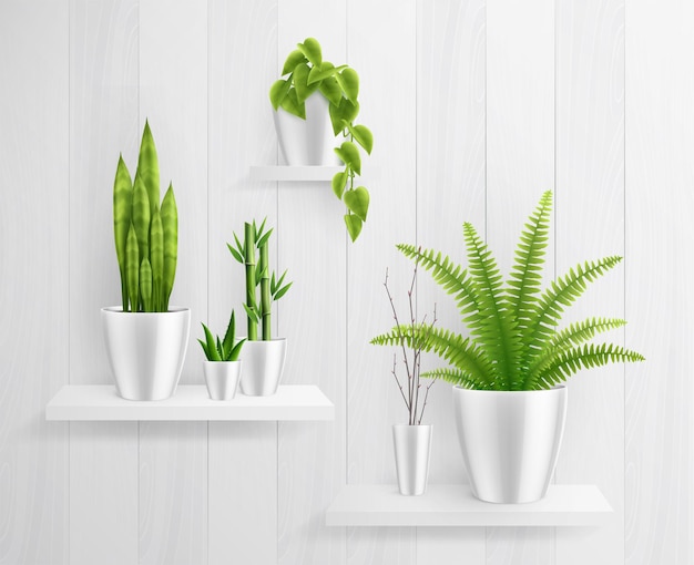 Vector plantas de interior en maceta en estantes ilustración realista