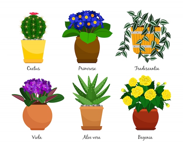 Vector plantas de interior y macetas