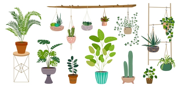 Plantas de jardín para el hogar Decoración de jardinería con estilo de plantas suculentas Ficus en contenedor colgando y verdes de pie en macetas Elementos de vector con clase de oficina y casa