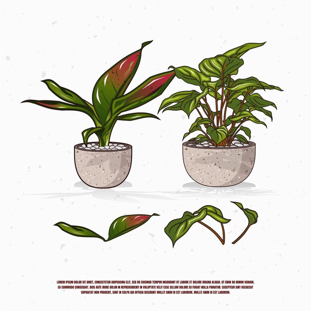 Plantas en maceta, diseño de ilustraciones