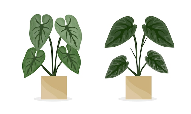 Vector plantas en maceta vector set