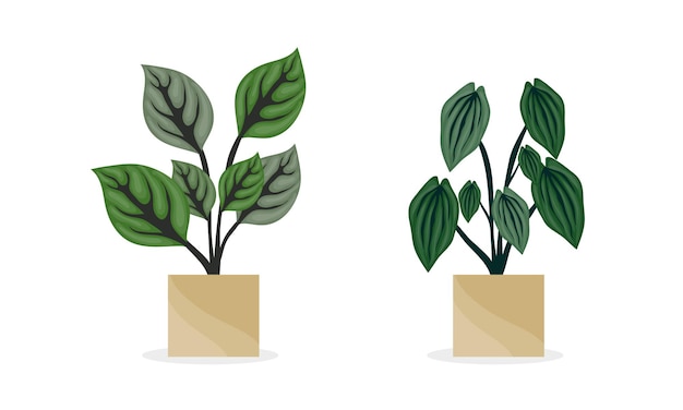 plantas en maceta vector set