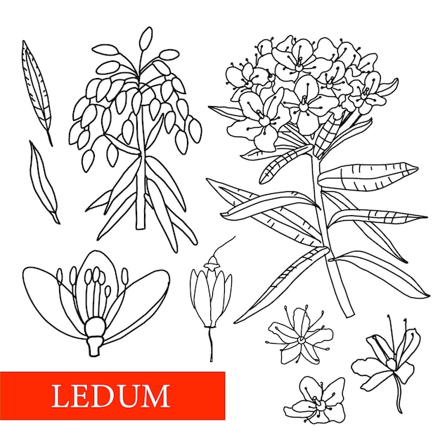 Vector plantas medicinales ledum flores silvestres ilustración vectorial ilustración botánica