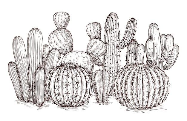Plantas mexicanas de cactus del desierto occidental en la ilustración de vector de estilo de dibujo