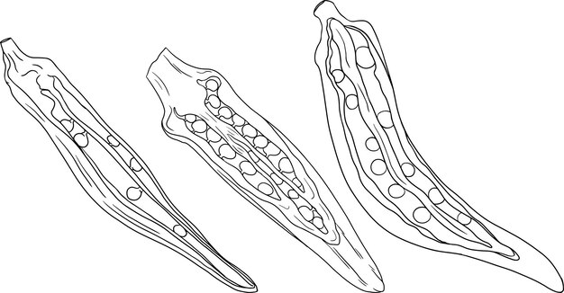 Vector plantas de okra dibujadas a mano abelmoschus esculentus vector páginas para colorear de alimentos ecológicos y saludables