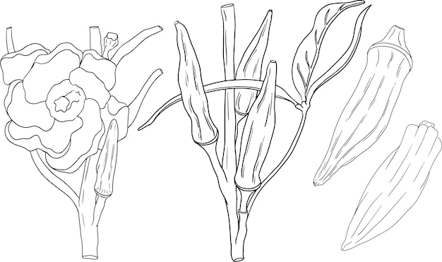 Plantas de okra dibujadas a mano abelmoschus esculentus vector páginas para colorear de alimentos ecológicos y saludables