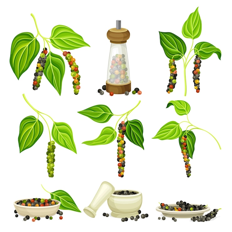 Vector plantas de pimienta negra con granos de pimiente conjuntos de especias de hierbas orgánicas naturales ilustración vectorial de especias