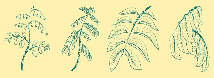 PLANTAS POSTERS BOTÁNICAS LEYAS DE DOODLE Ilustración de elementos de diseño orgánico POSTERS ARTE BOHO Se trata de una de las obras más importantes de la historia del arte botánico.