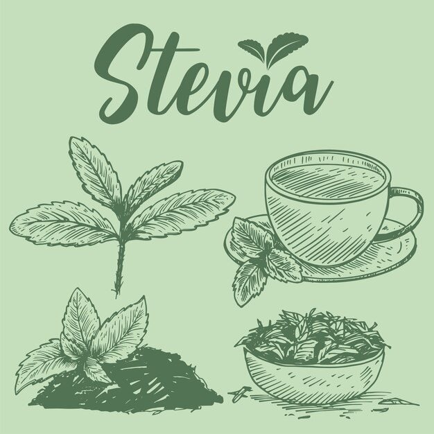 Plantas de stevia dibujadas a mano,