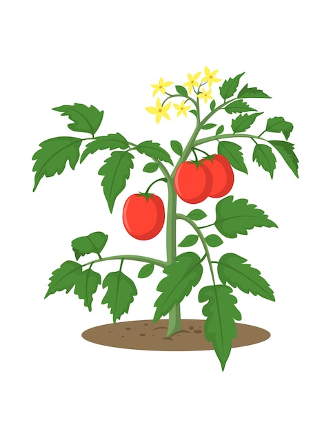 de plantas de tomate