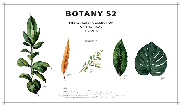 Vector plantas tropicales