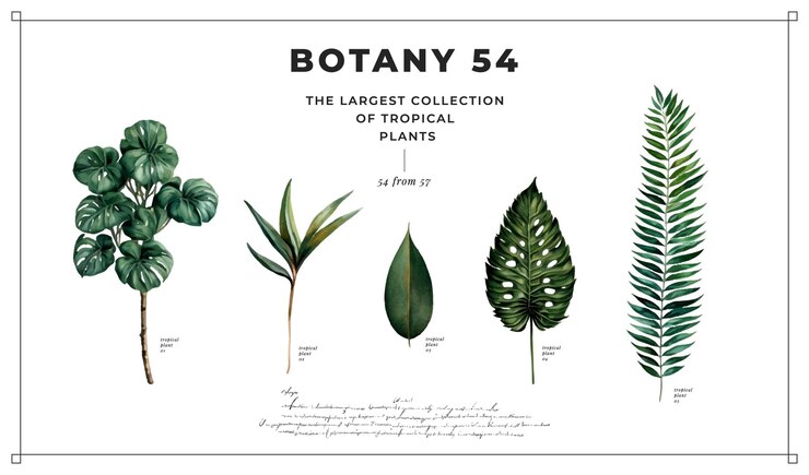 Plantas tropicales