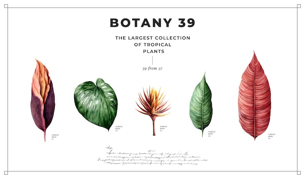 Vector plantas tropicales