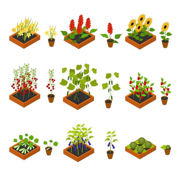 Plantas, verduras, frutas y flores conjunto de elementos de bruja de plántulas vista isométrica agricultura cultivada. ilustración vectorial