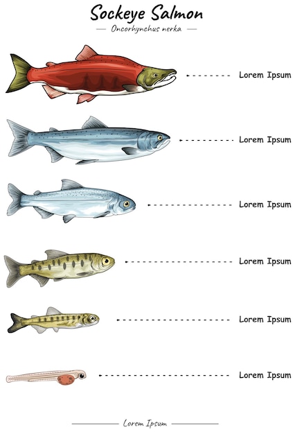 Vector plantilla de desarrollo de salmón rojo