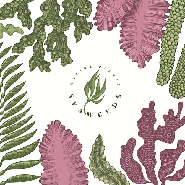 Plantilla de diseño de color de algas. Ilustración de algas vector dibujado a mano. Bandera de comida de mar de estilo grabado. Fondo de plantas marinas retro