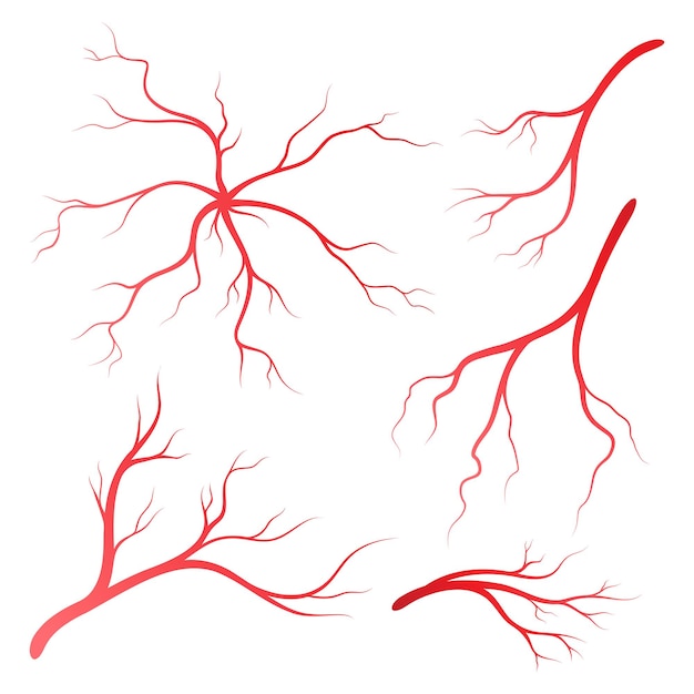 Vector plantilla de diseño de ilustración de arterias y venas humanas