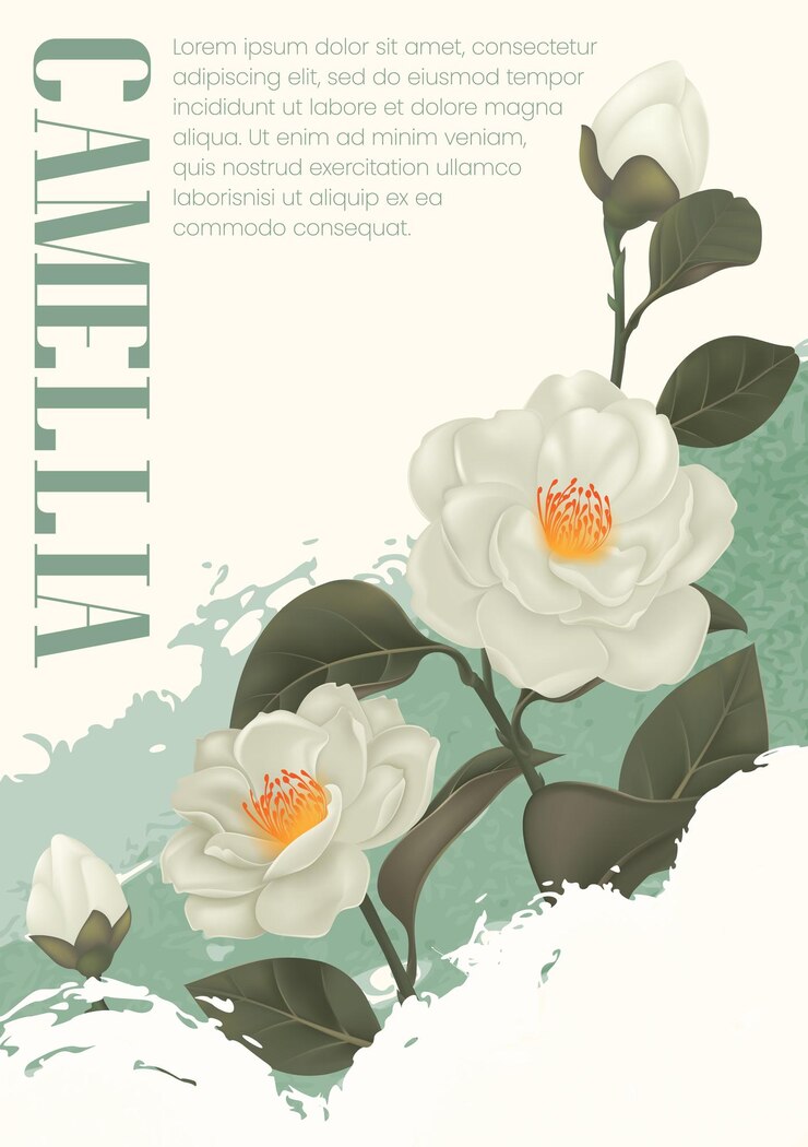 Vector plantilla de diseño de ilustración de camelia blanca en flor