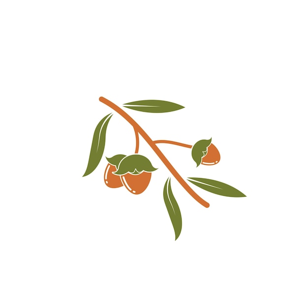 Plantilla de diseño de ilustración vectorial de nueces de jojoba