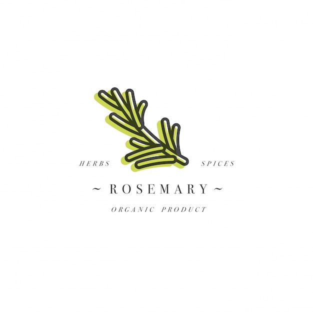 Plantilla de diseño de packaging logotipo y emblema - hierba y especias - rama de romero. Logotipo en estilo lineal de moda.