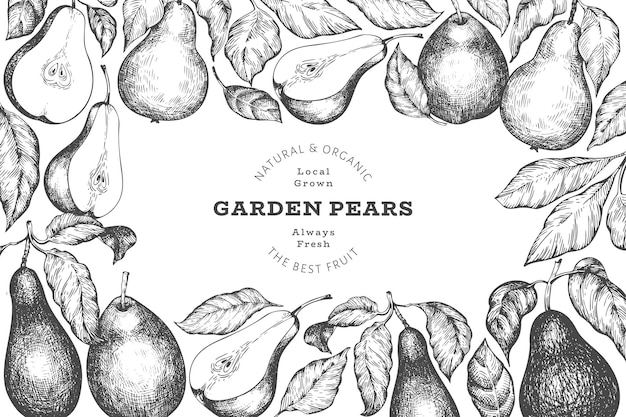 Plantilla de diseño de pera. ilustración de frutas de jardín de vector dibujado a mano. bandera botánica retro jardín de estilo grabado.