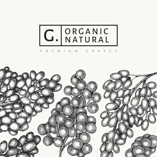 Plantilla de diseño de uva. Dibujado a mano ilustración de baya de uva. Grabado estilo retro botánica banner.