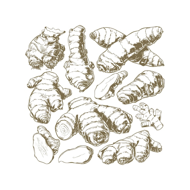 plantilla de diseño vectorial de grabado de jengibre