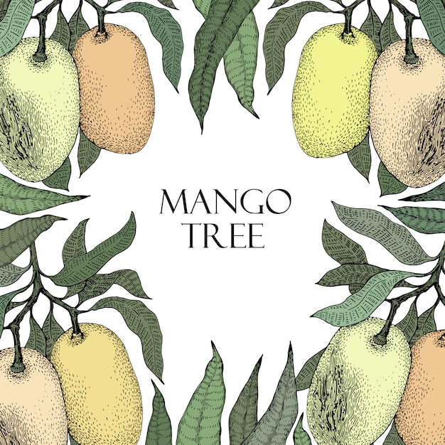 Vector plantilla de diseño vintage de árbol de mango. marco botánico de la fruta del mango. mango grabado. ilustración retro