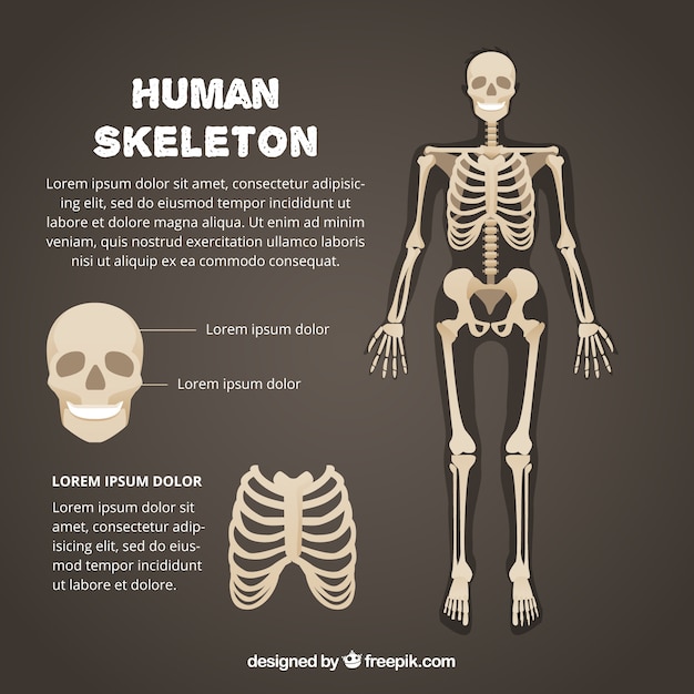 Plantilla de esqueleto humano