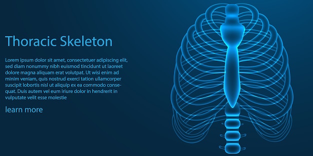 Vector plantilla de esqueleto torácico